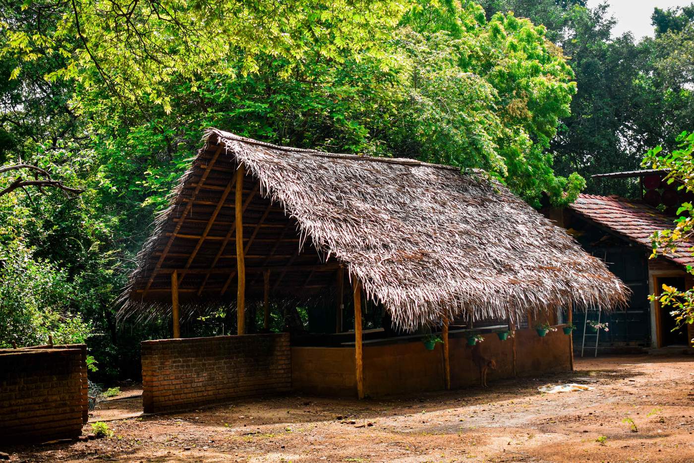 Traditional thatched-roof pavilion at Hambu Café surrounded by jungle trees