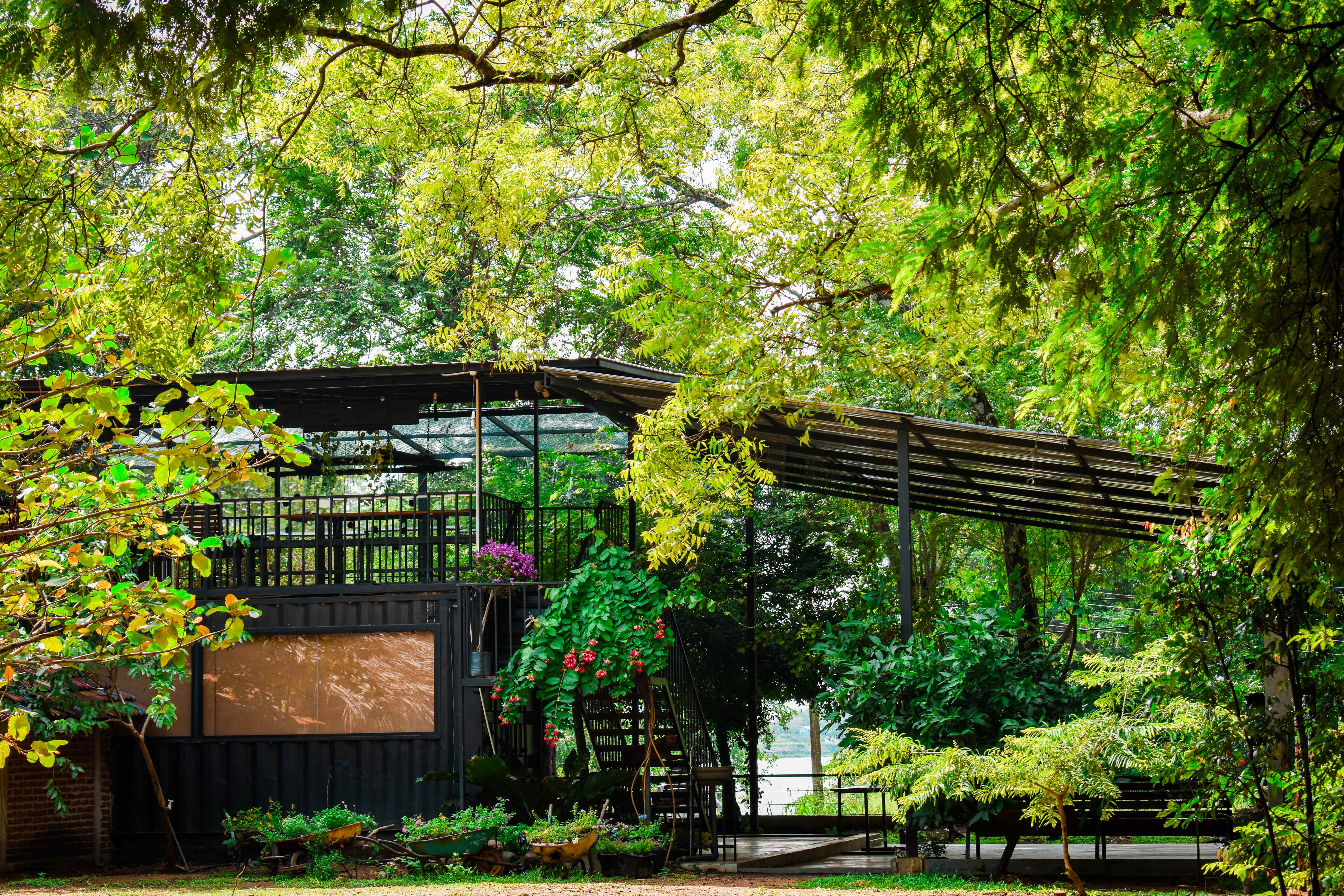 Hambu Gallery Cafe surrounded by lush greenery
